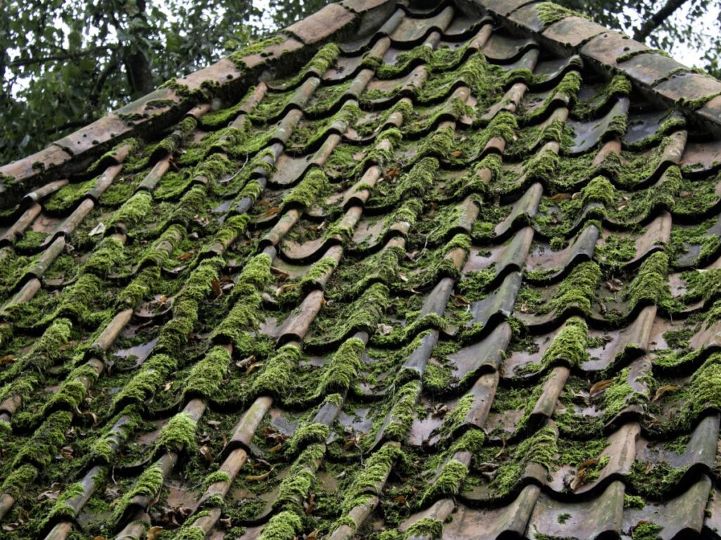 Roof covered in green moss, needing cleaning and maintenance.