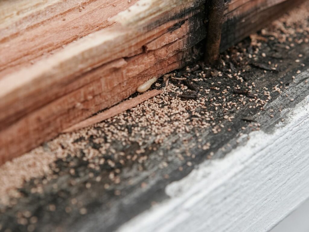 Close-up of termite-infested wood showing signs of damage.