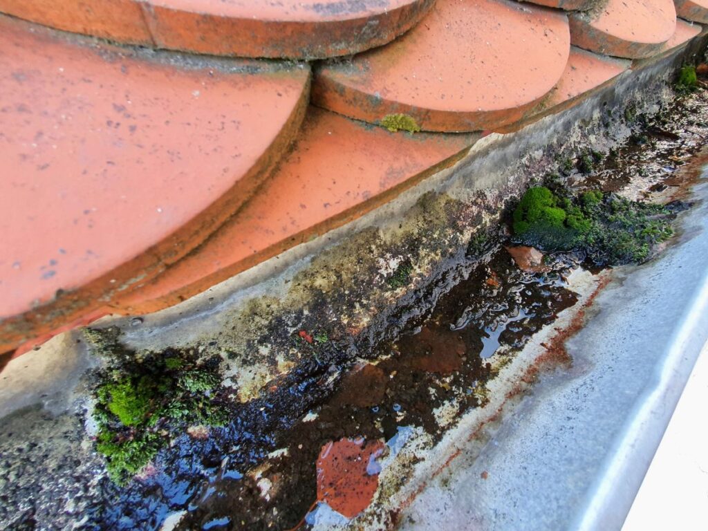 Moss and algae growth along a gutter, waterlogged and dirty.